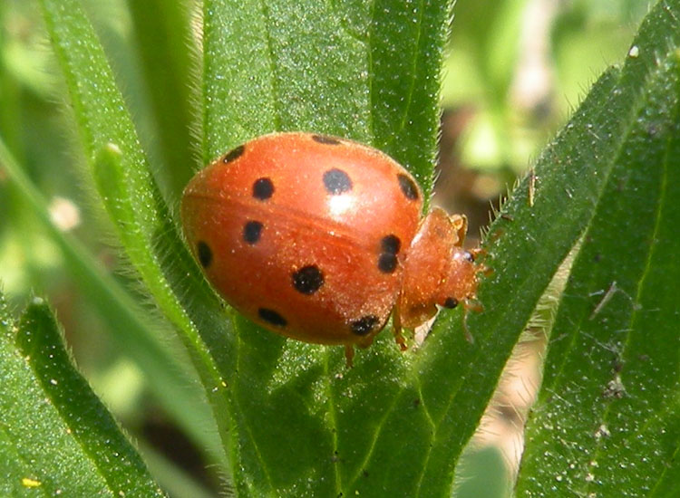 Henosepilachna argus (Coccinellidae)